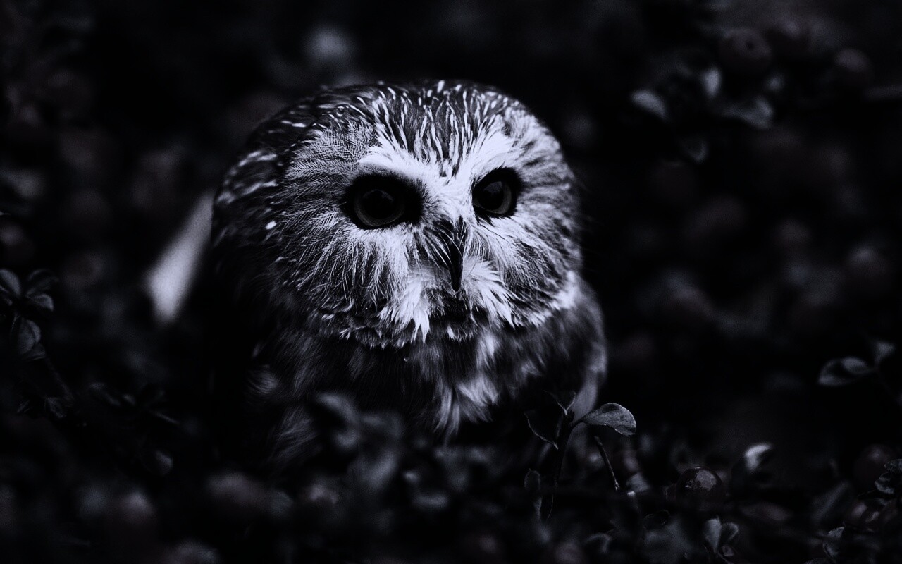 Маленькая сова в ягодах обои