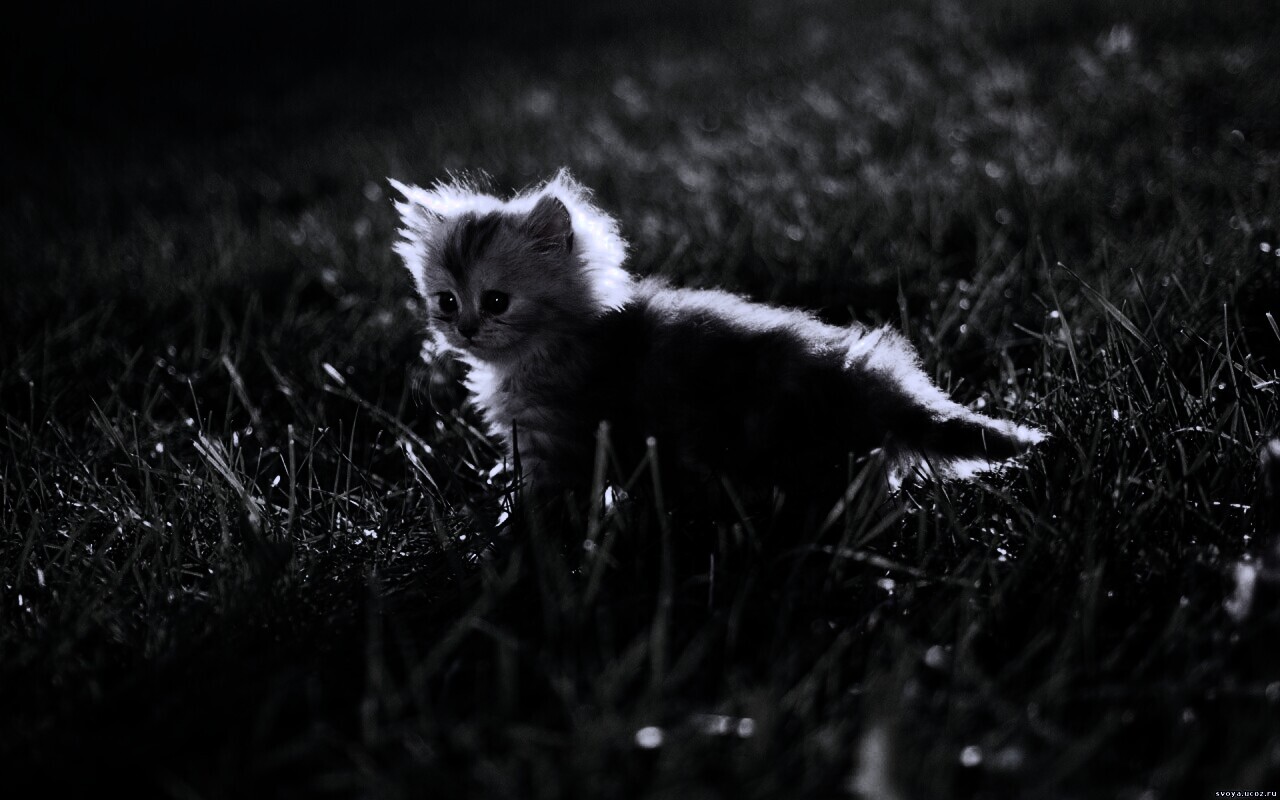 Котёнок в траве обои