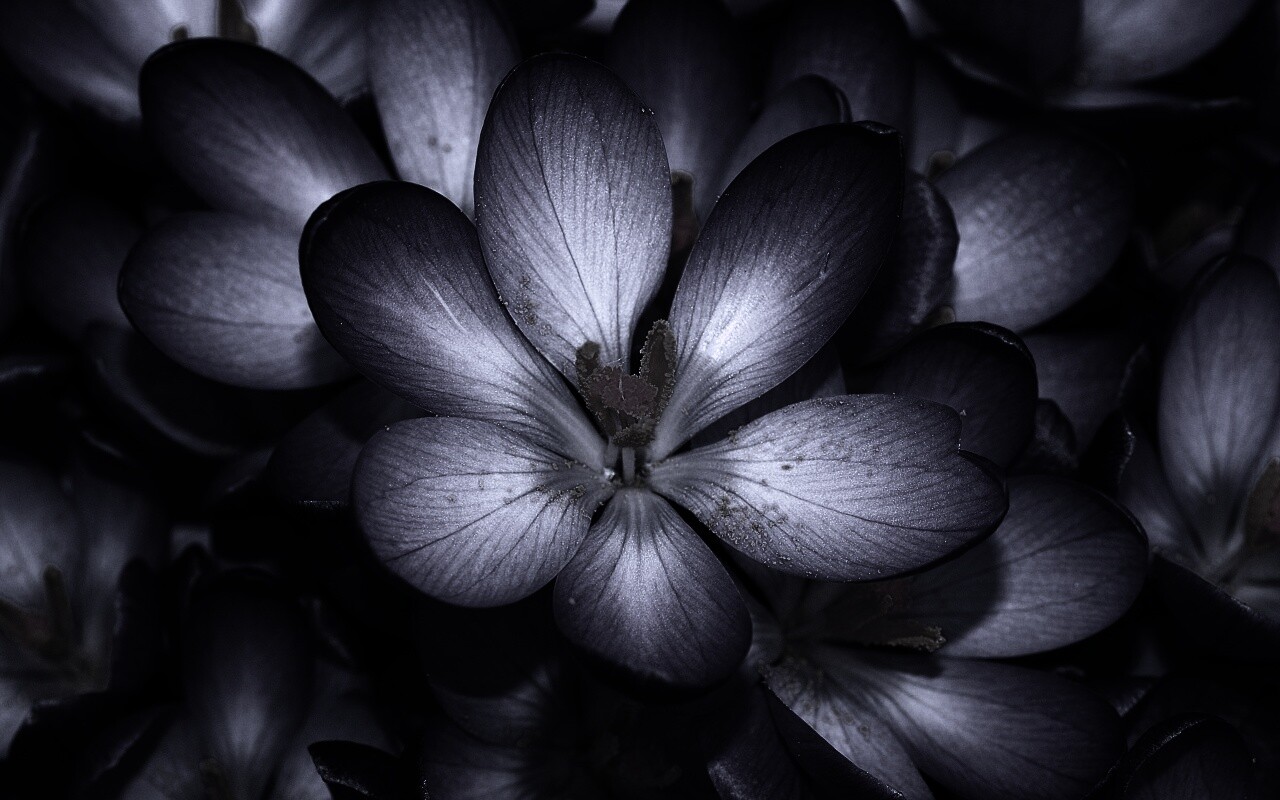 Сиреневый цветок обои