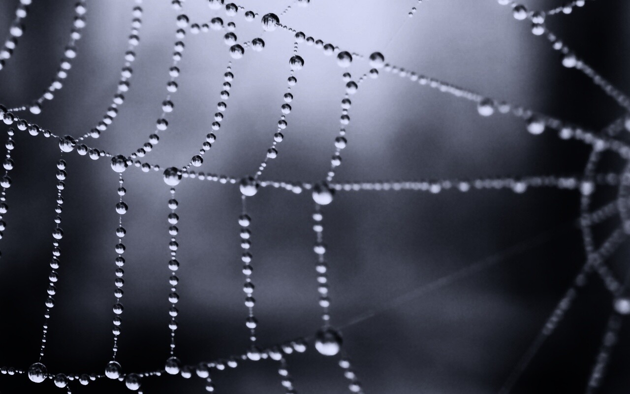 Капли росы на паутине обои