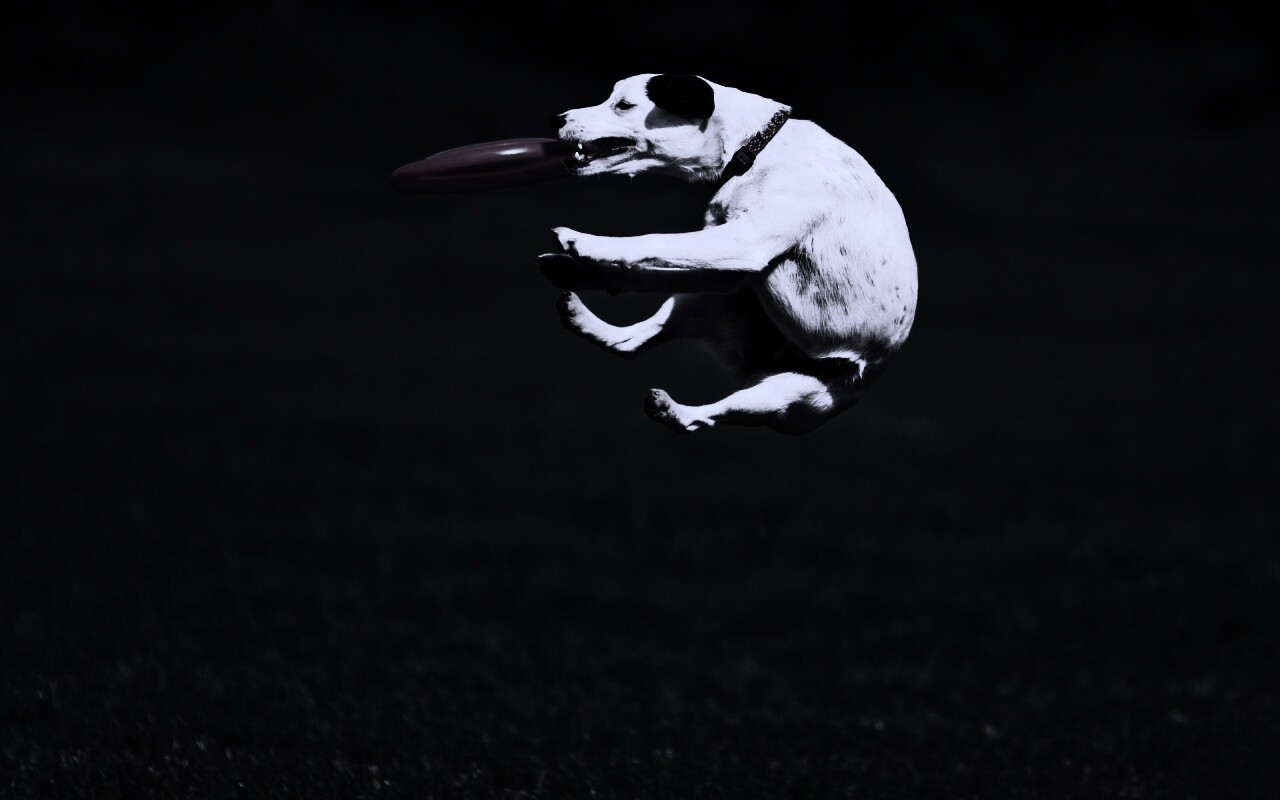 Ловкач обои