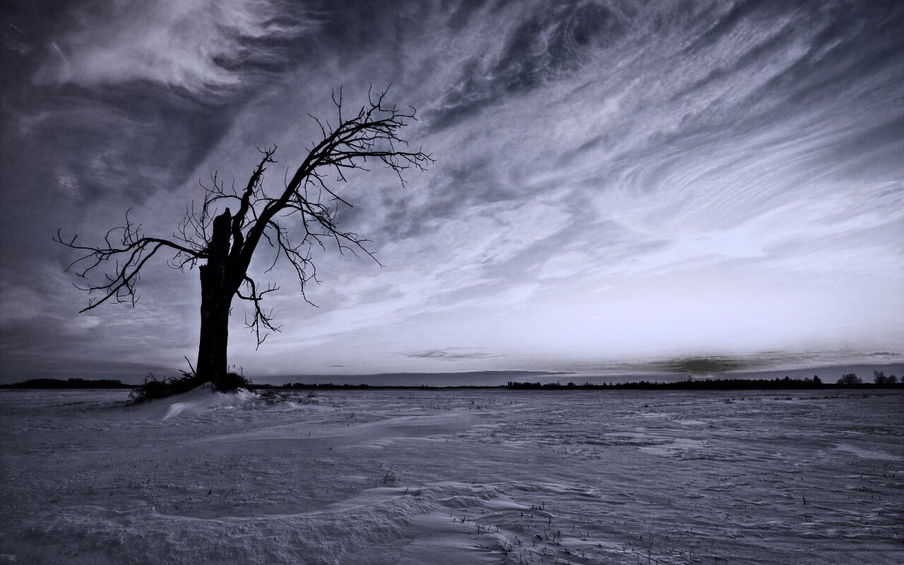 Сломанное дерево в снежной тундре обои