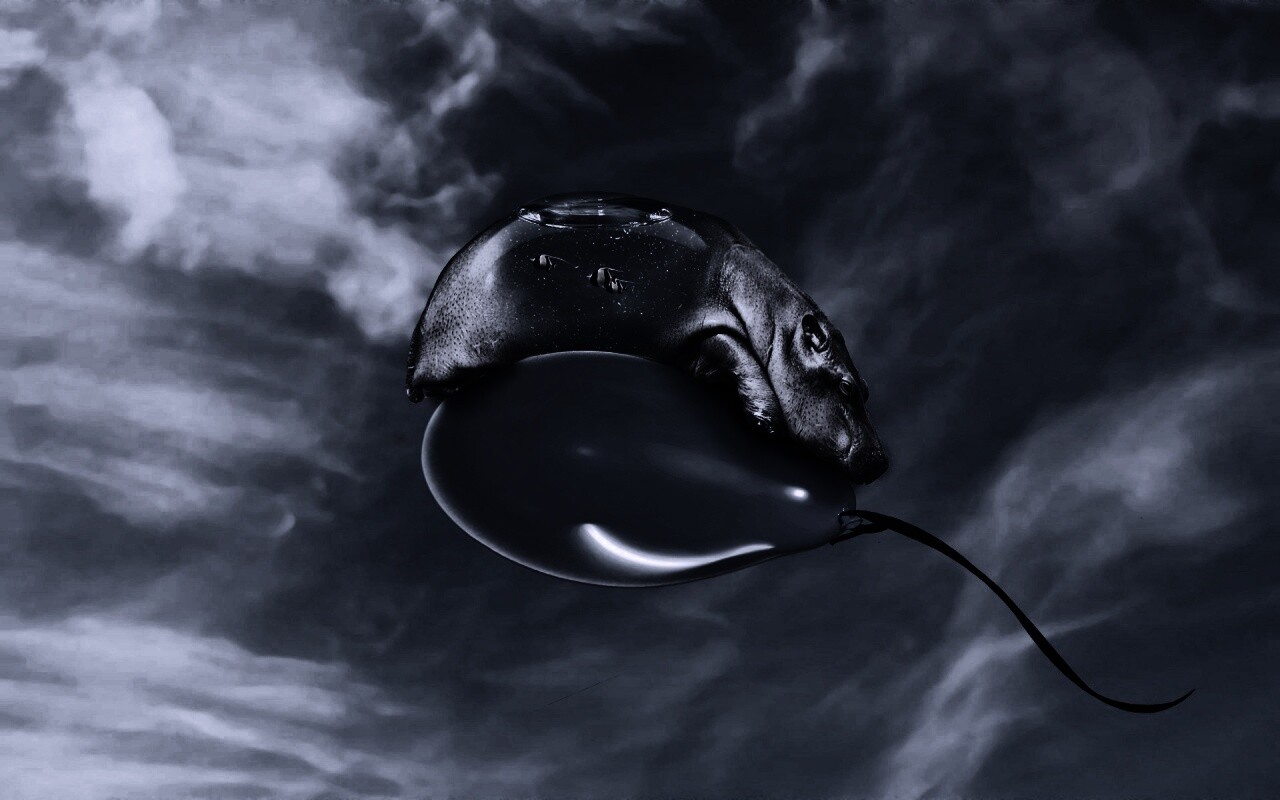 Водяной гиппопотам на шарике обои