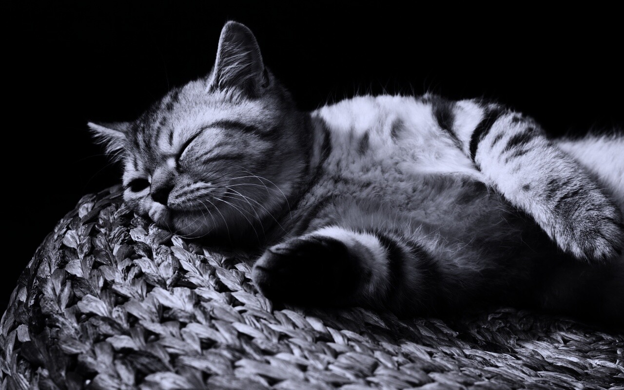 Пушистый кот спит на корзине обои