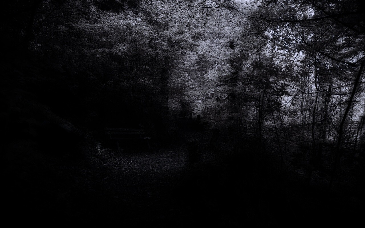 Скамейке в чаще парка обои