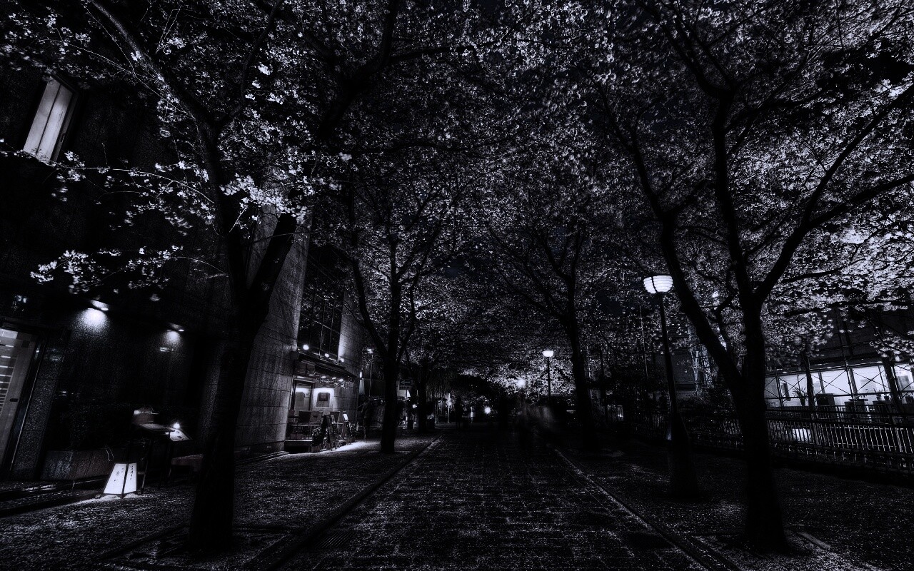 Аллея лепестков обои