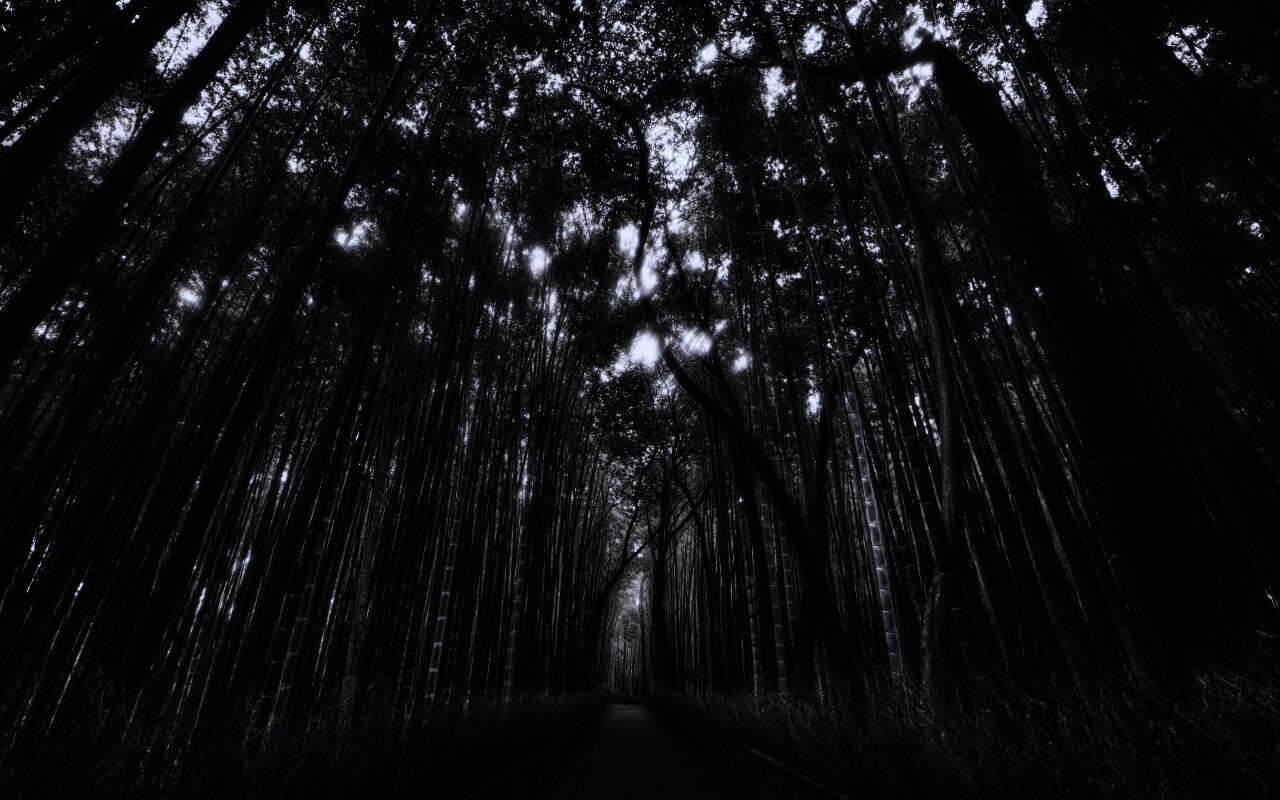 Дорога в тростниковых зарослях обои