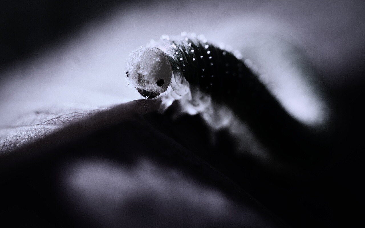 Гусеница бабочки на лепестке обои