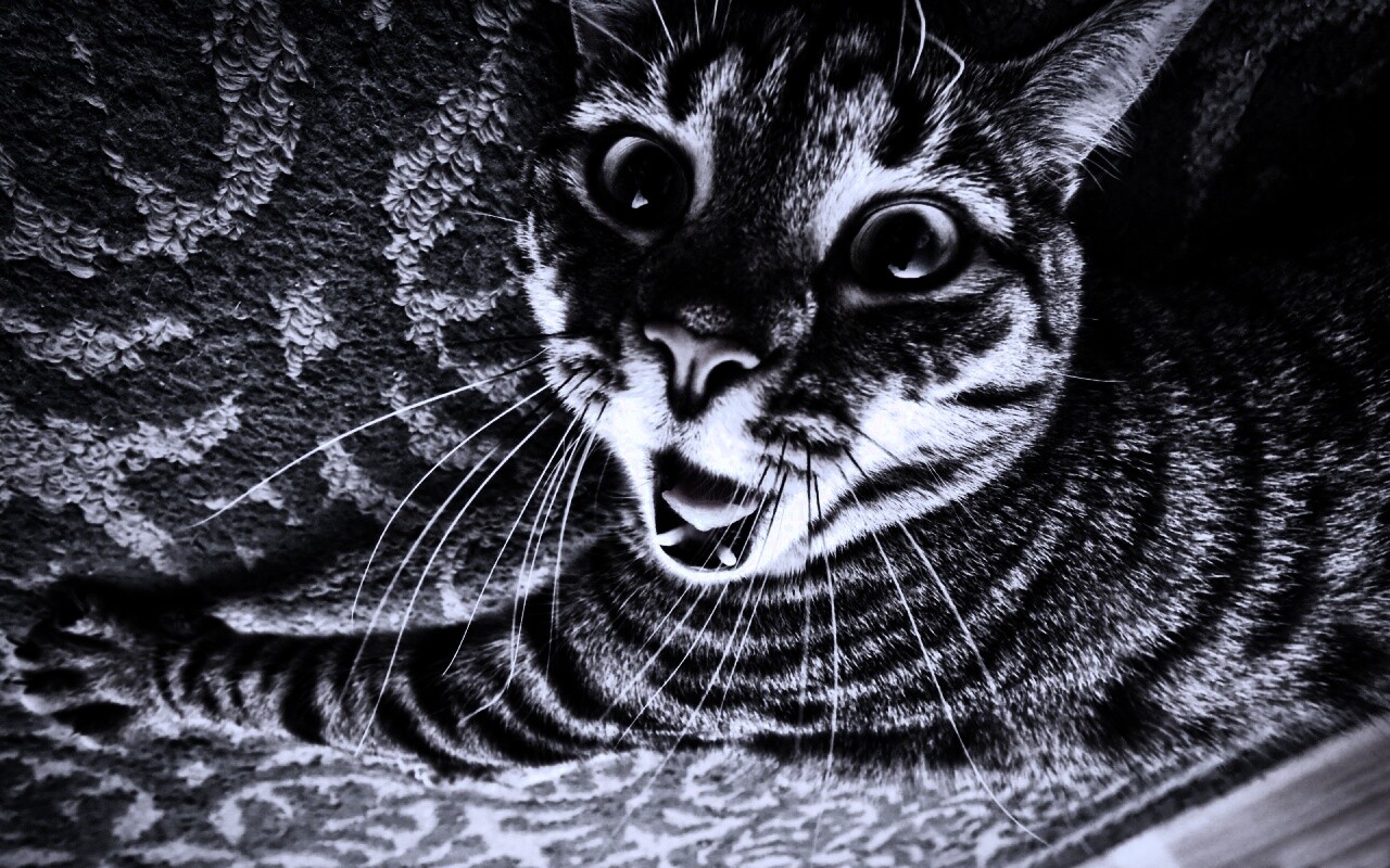 Спалившийся на ковре кошак обои