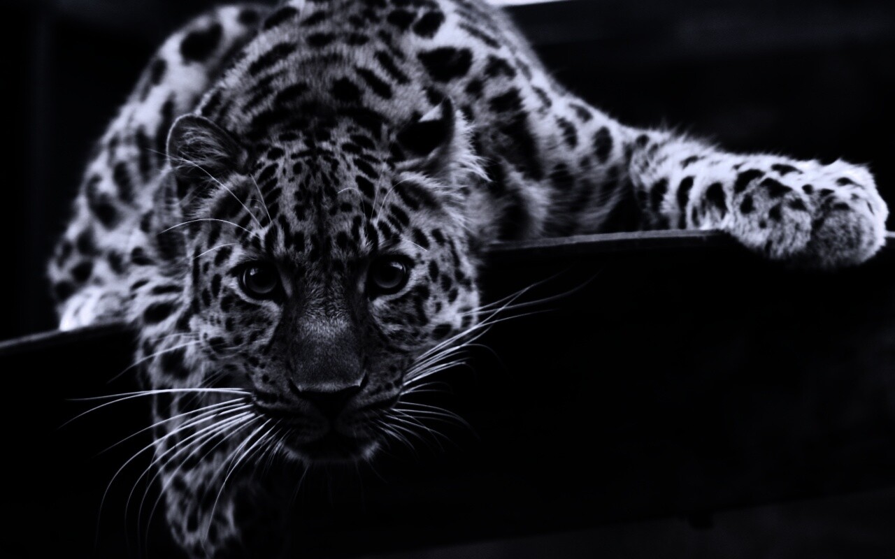 Леопард в зоопарке обои