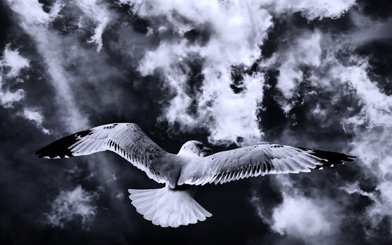 Гордая птица в полете обои