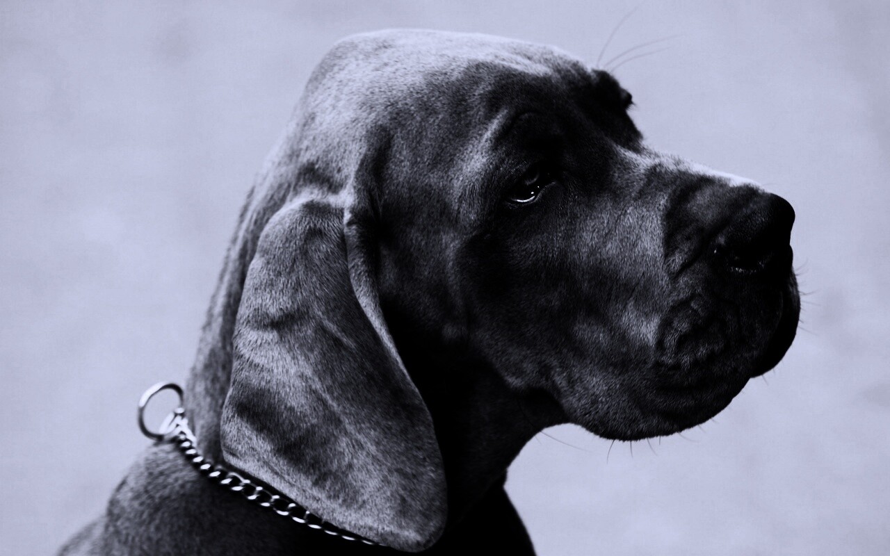 Грустная собака обои
