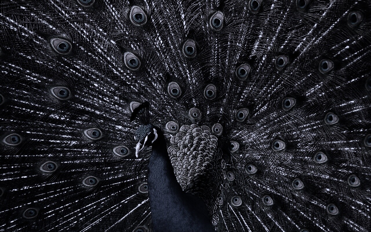 Павлин, говоришь... обои