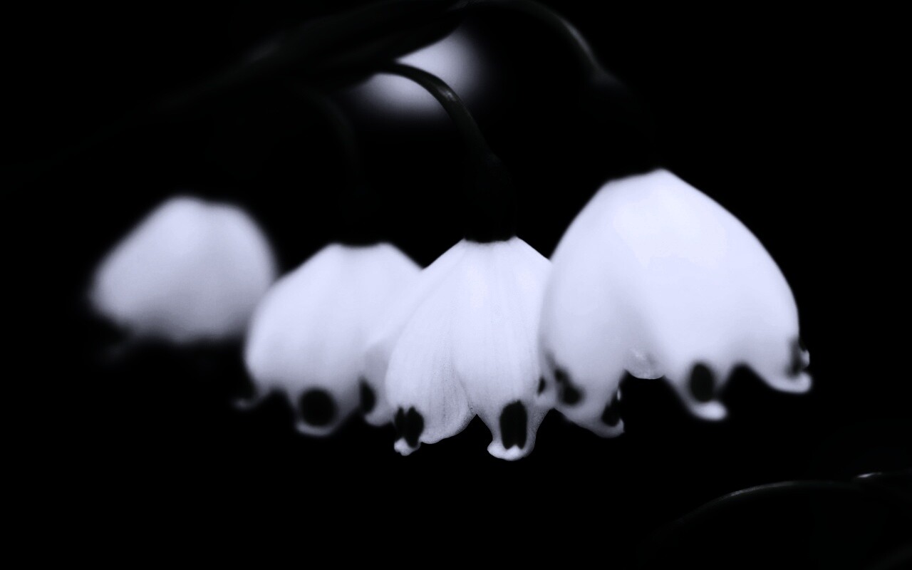 Белые ландыши обои