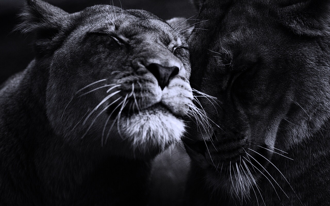 Нежные львы обои