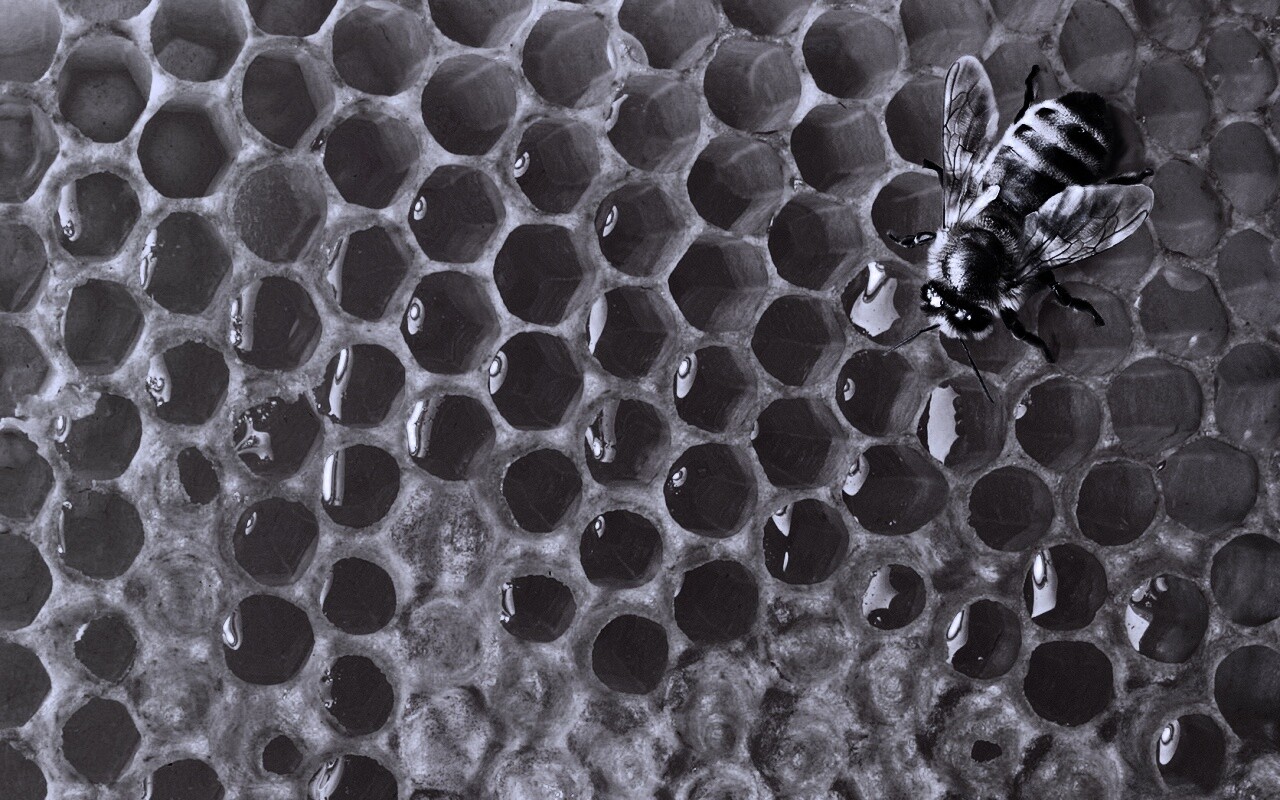 Пчела на сотах с медом обои