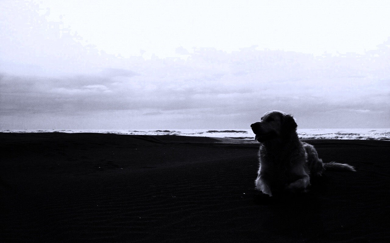 Красивая собака на оранжевом песке обои