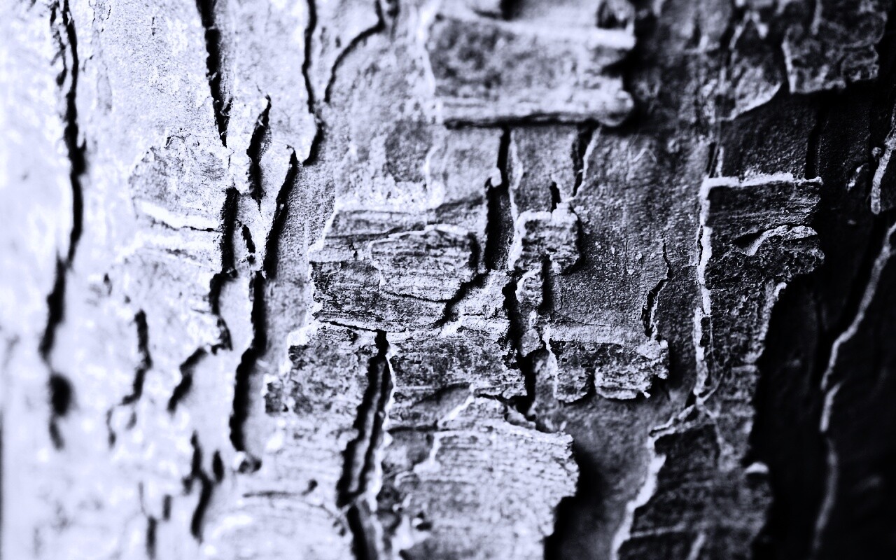 Белая кора обои