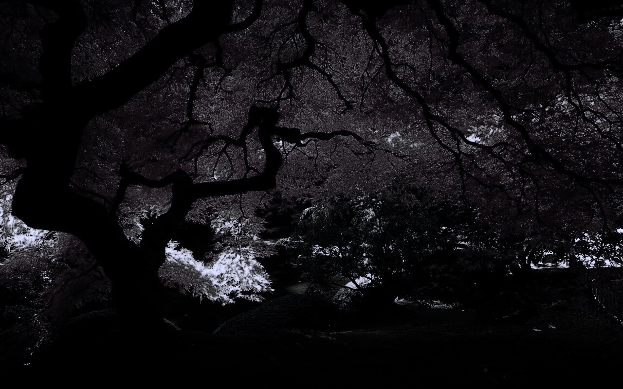 Под оранжевой кроной обои