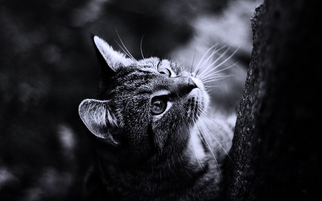 Кошак на дереве обои