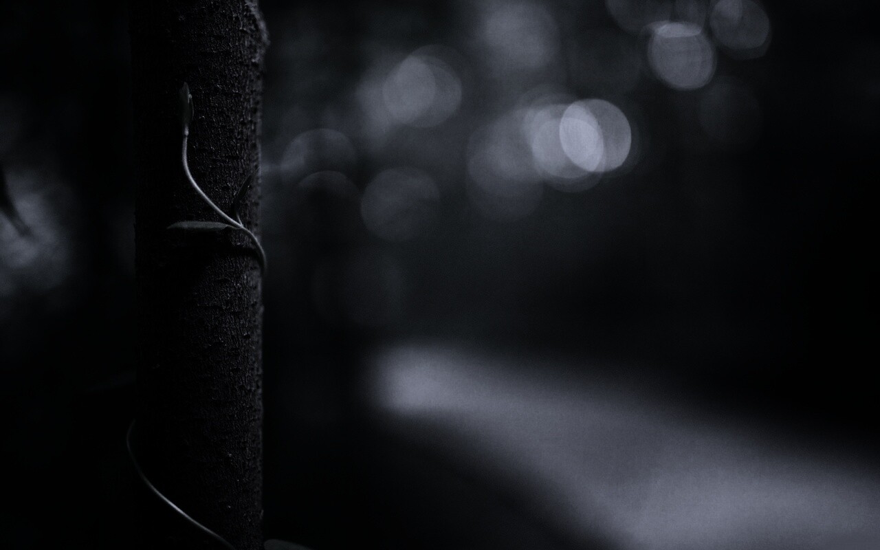 Стебелек на стволе деревца обои