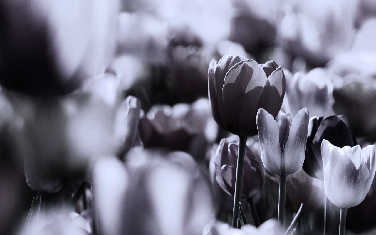 Красивые тюльпаны обои