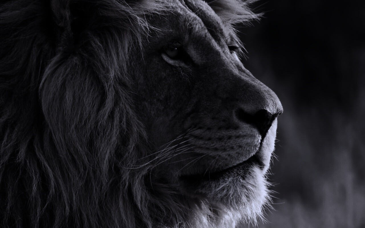 Лев обои