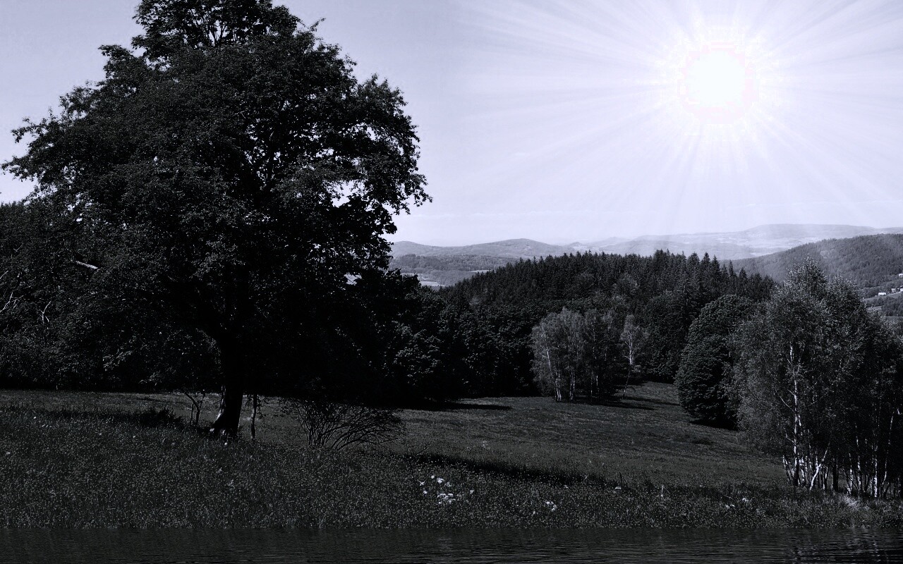 Дерево у воды обои