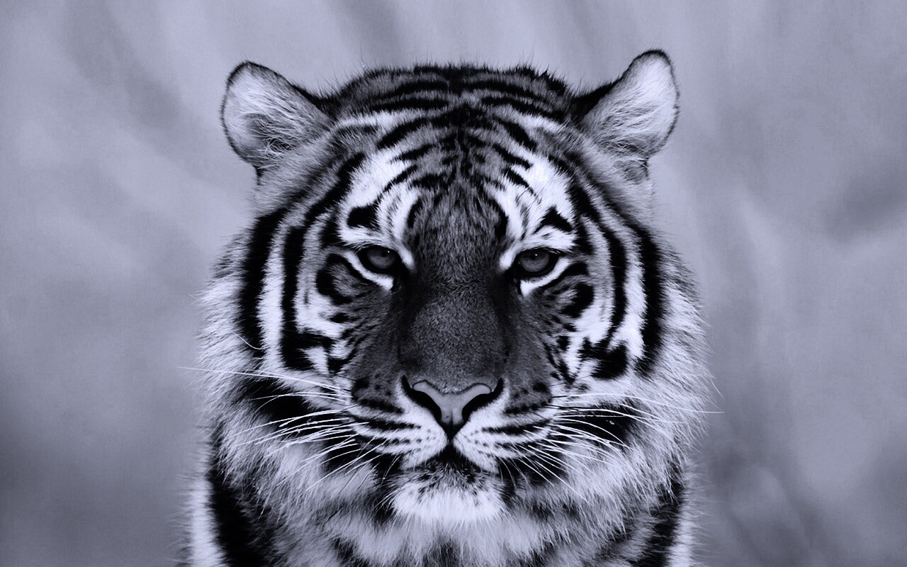 Красавец тигр обои