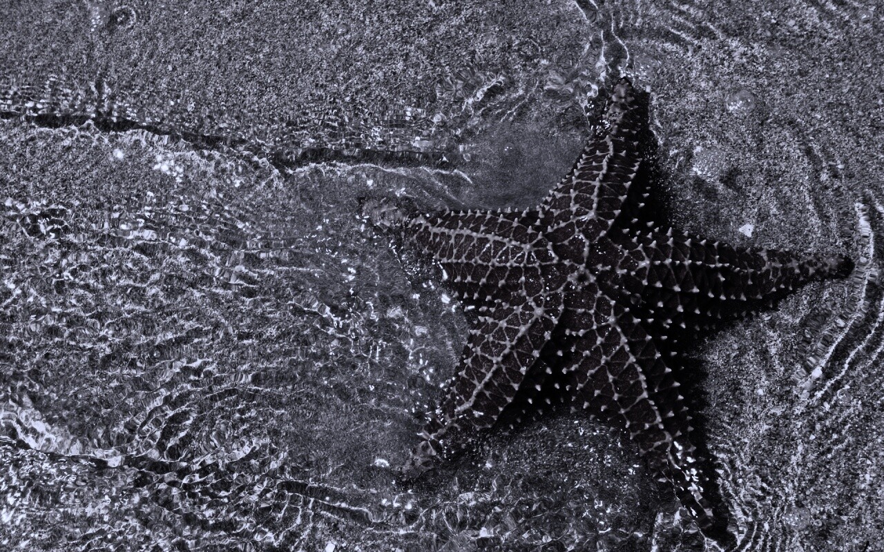 Морская звезда обои