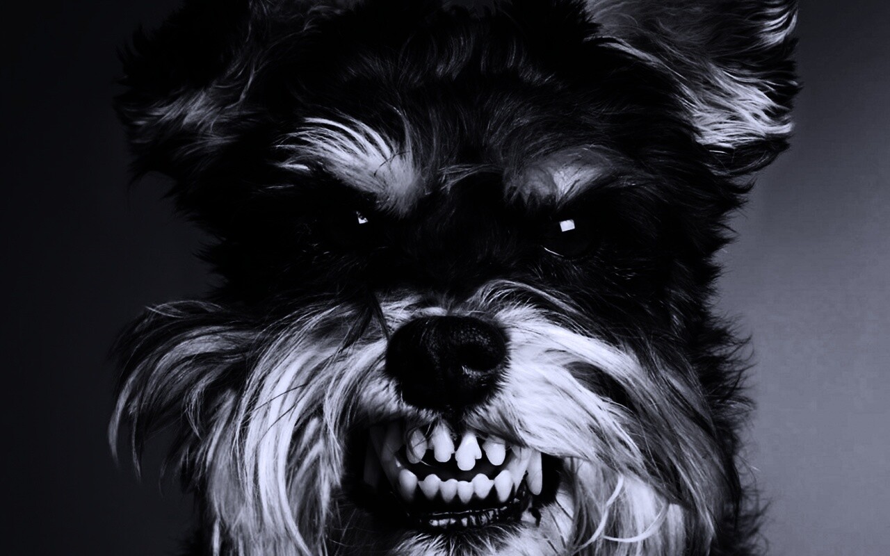 Терьер вне себя обои