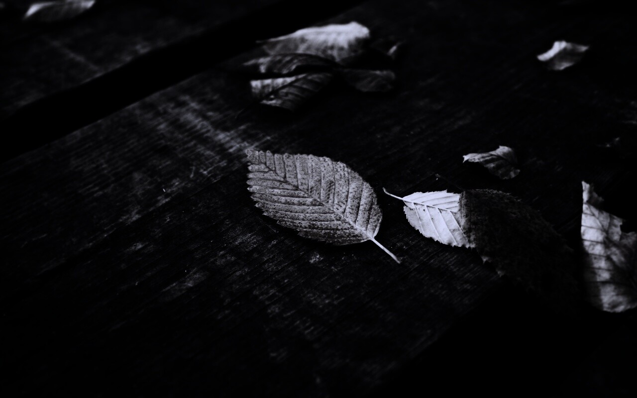 Опавшая листва обои