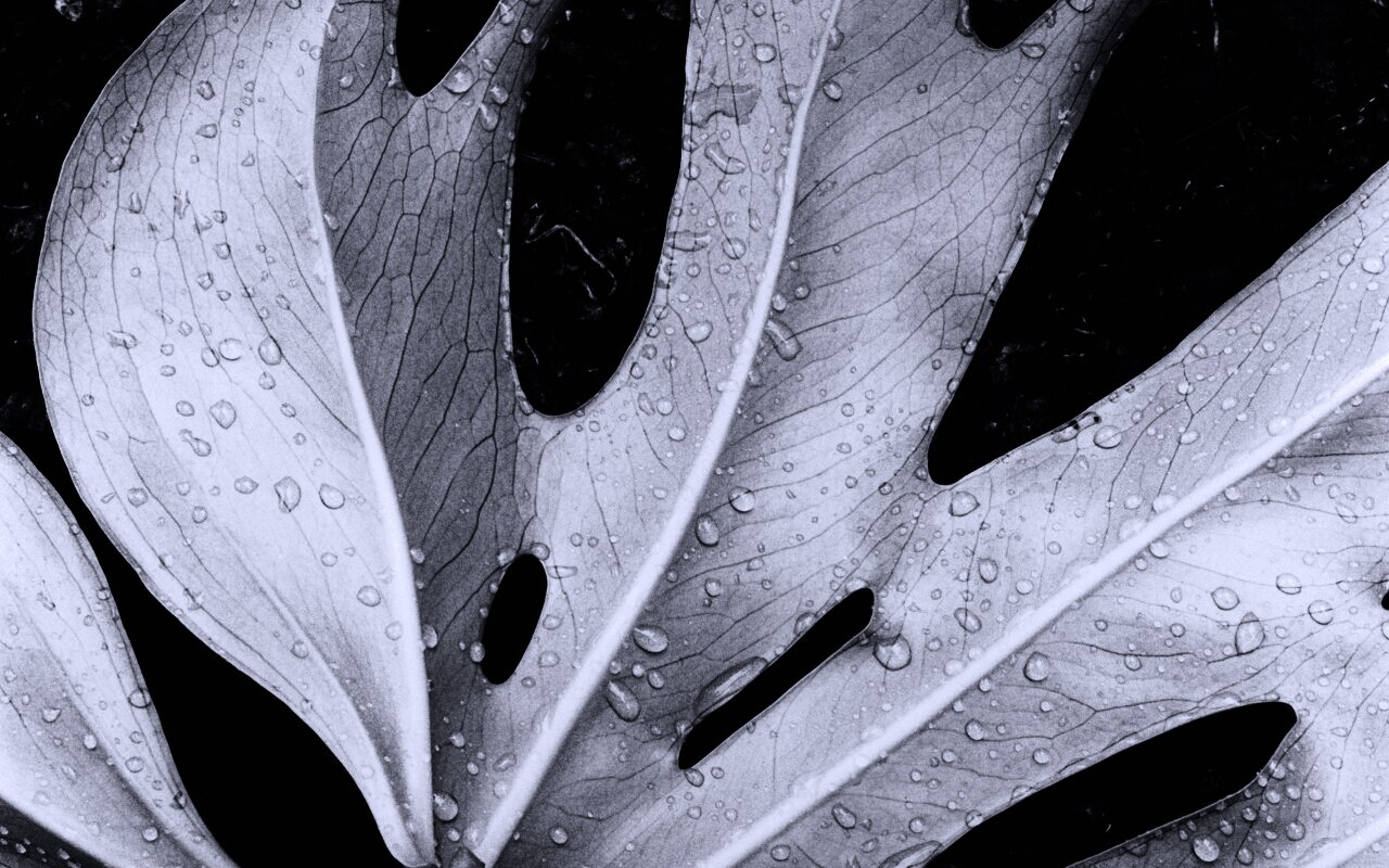 Белый лист обои