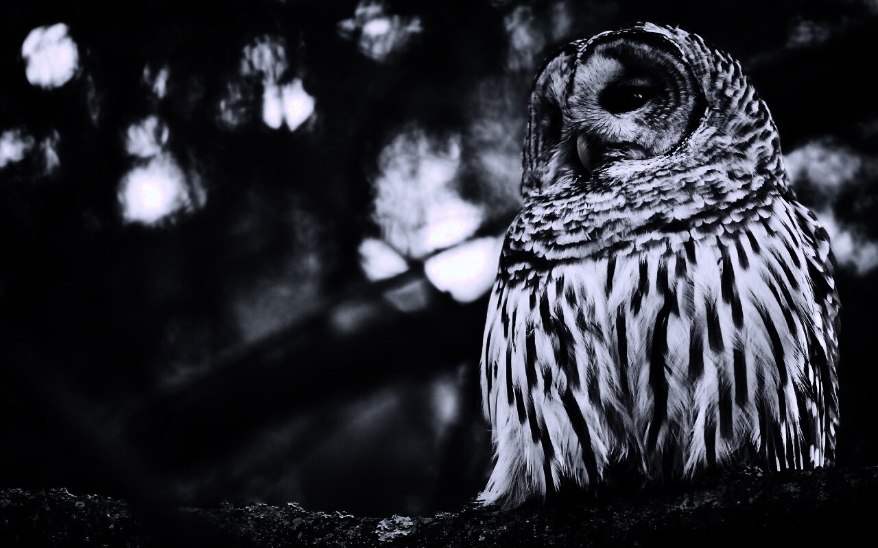 Сова на ветке обои