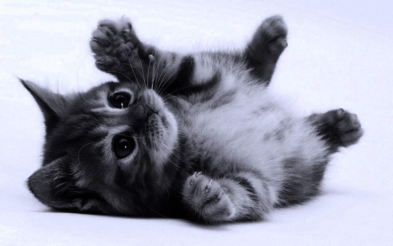 Котёнок обои