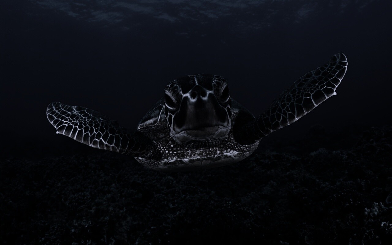 Морская черепаха обои
