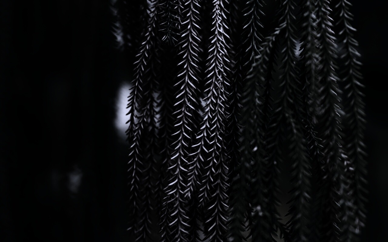 Зеленые колючки обои