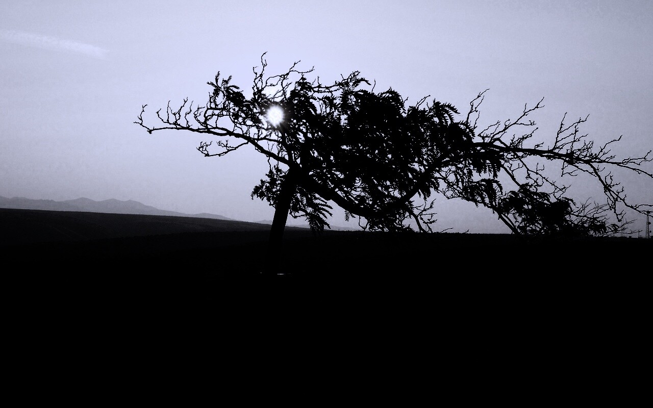 Дерево на закате обои