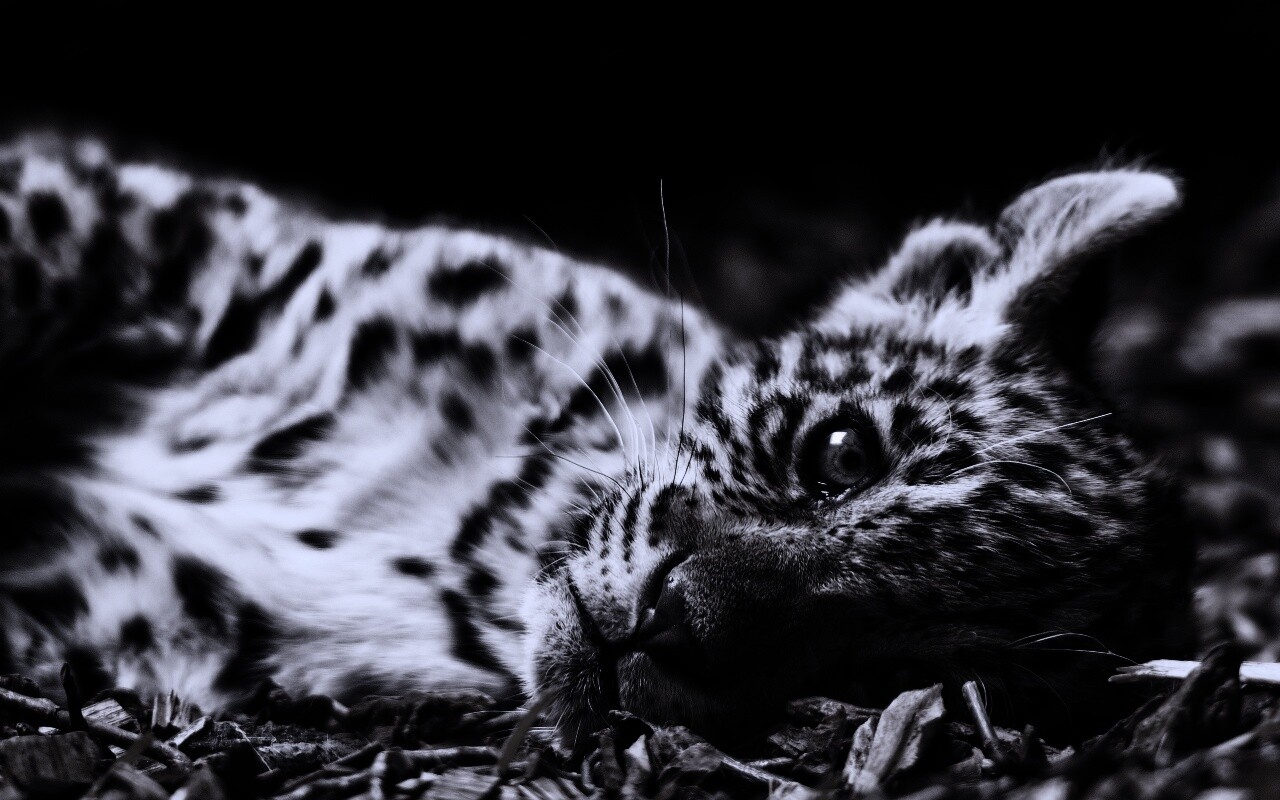 Гепард котенок обои