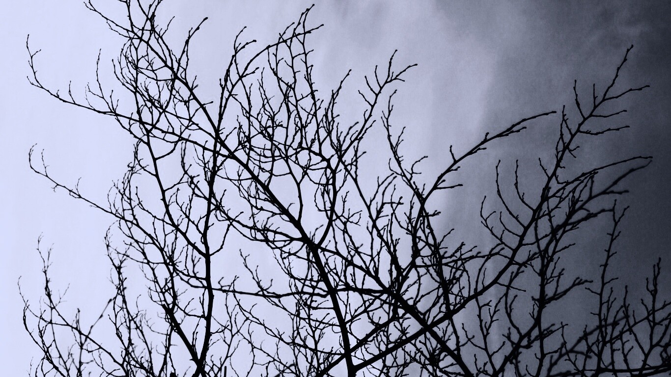 Ветвистое дерево обои