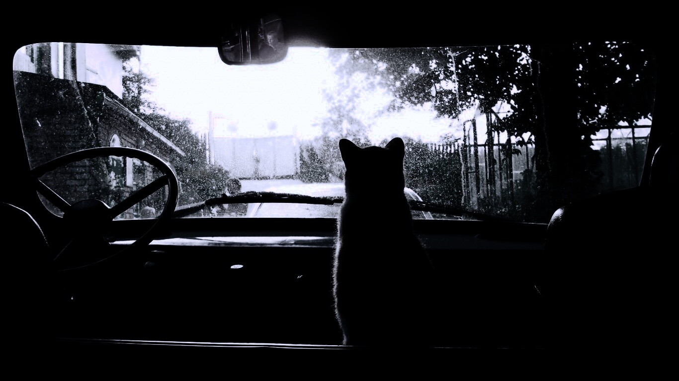 Кот навигатор обои