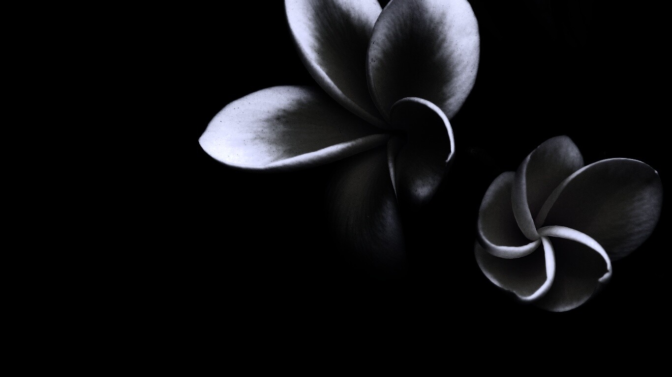 Цветки обои