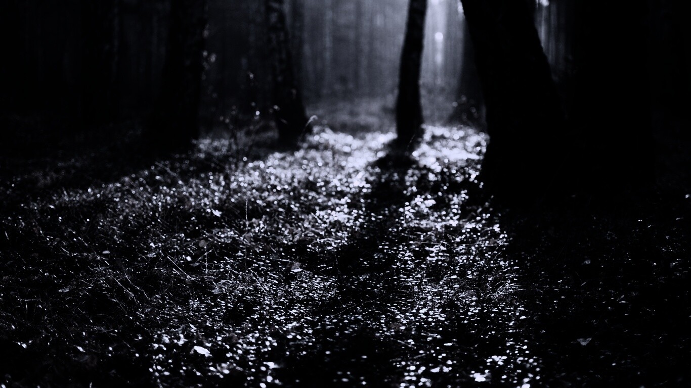 Лесная земля обои