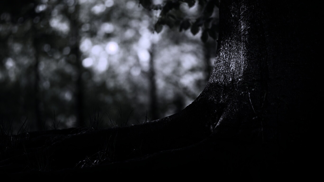 Корни дерева обои