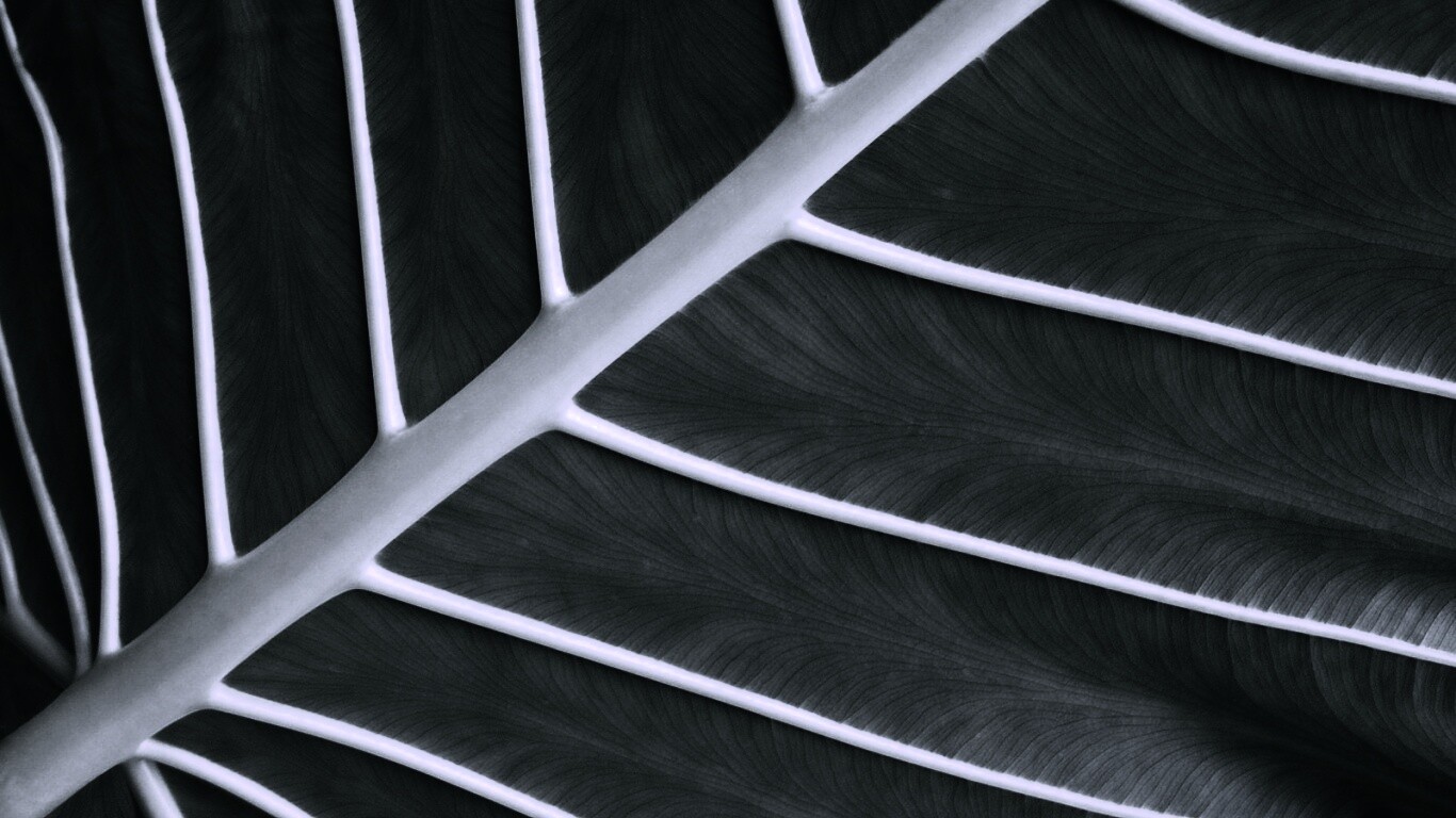 Пальмовый лист обои