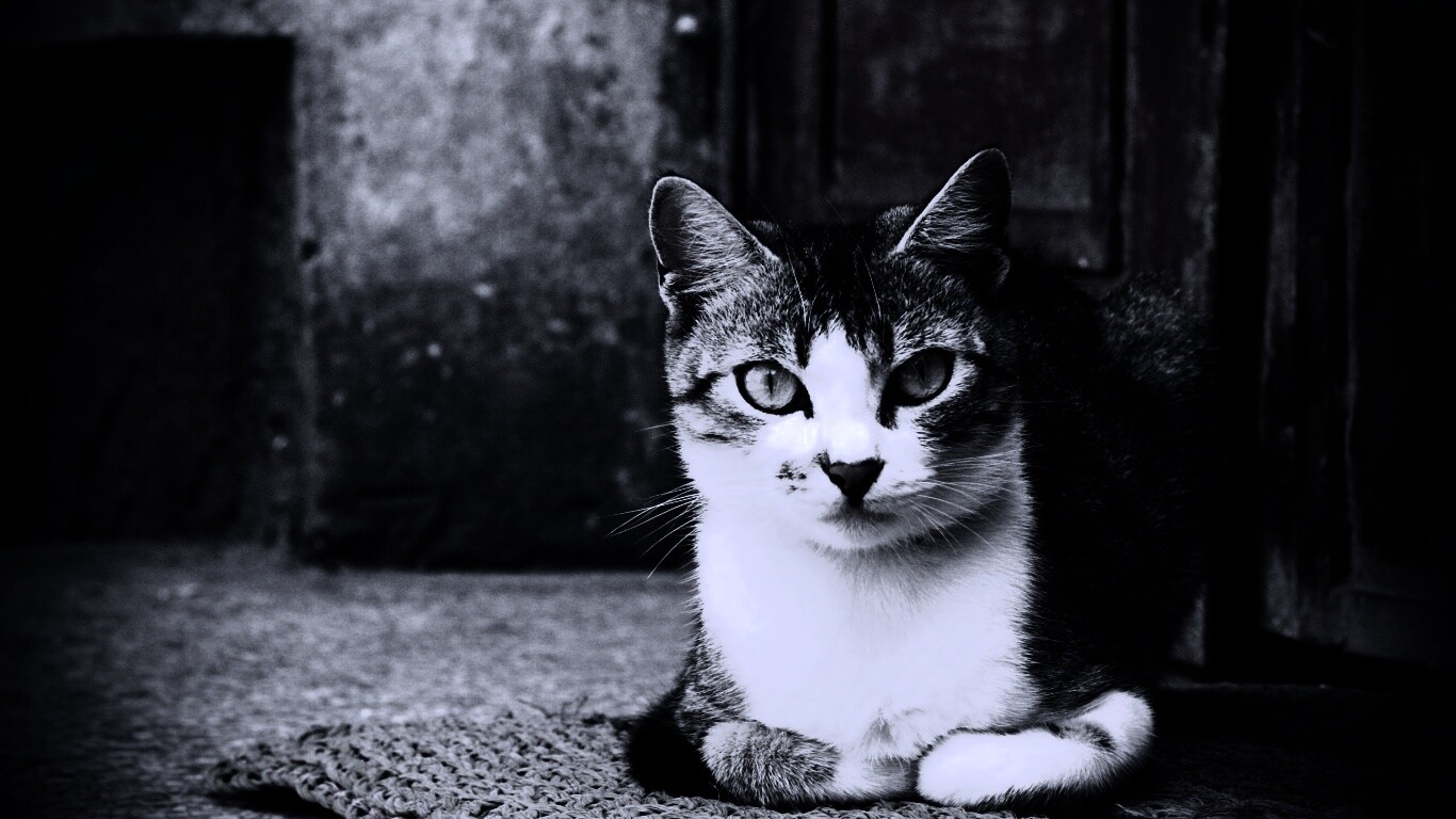 Кошечка на подстилке обои