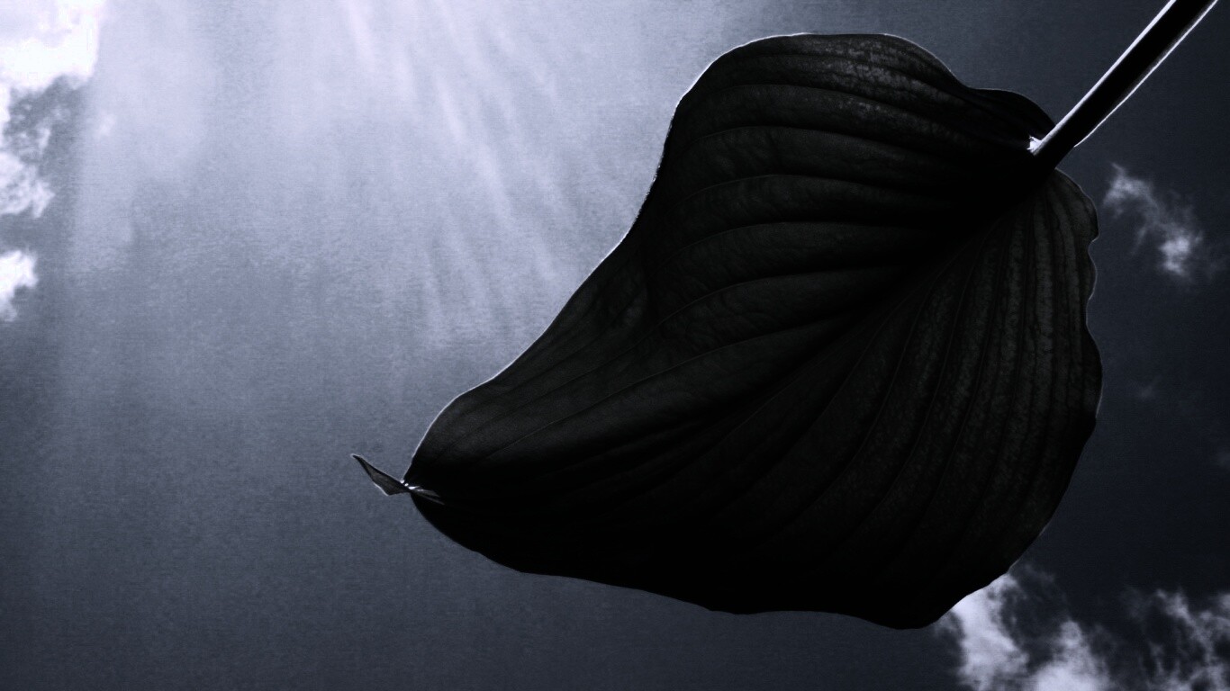 Листик тянется к солнцу обои