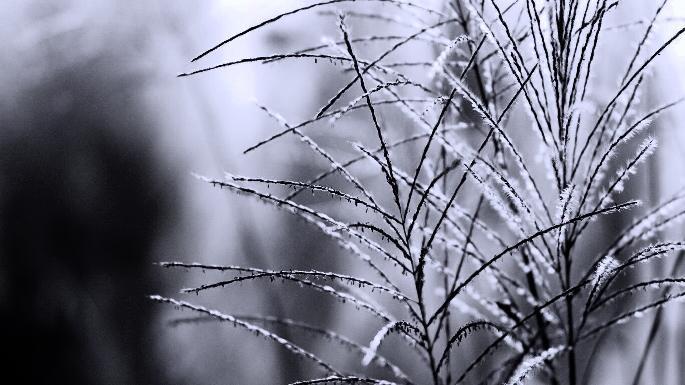 Макро фото растения обои