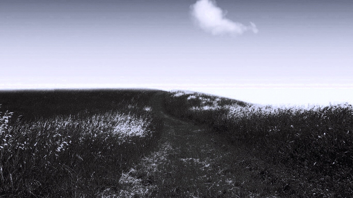 Золоте поле обои