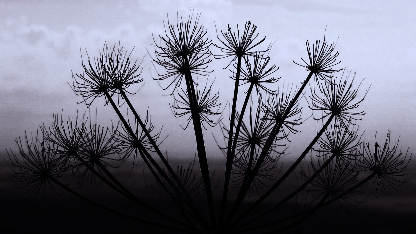 Зонтичное соцветие обои